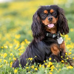 Marcy - Cavalier King Charles Spaniel