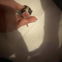 Tiny girl smashed short nose - Parti female Yorkshire Terrier puppy in Yukon, Oklahoma from Tiffs Yorkie babies