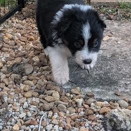 Slash - Black tri-color male Australian Shepherd puppy in Fort Lauderdale, Florida from Burning Heart Aussies