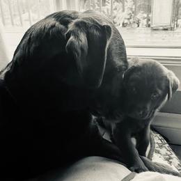 Labrador Retrievers from Be Brave