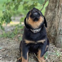 Rottweiler Puppies from Vom Haus Fantasy Rottweiler Kennel