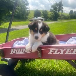 Dill Pickles - Black white and tan male Collie puppy in Chilhowie, Virginia from Jolly Collies