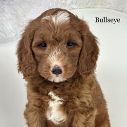 Bullseye - Red  male Goldendoodle puppy in Milford, Indiana from Railway Acres Kennel