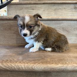 Ruby (Fluffy) - Sable female Pembroke Welsh Corgi puppy in Phelan, California from Desert Sunset Pembroke Welsh Corgis
