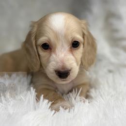 Casper - Cream male Dachshund puppy in Goodyear, Arizona from D&C Royal Dachshunds LLC