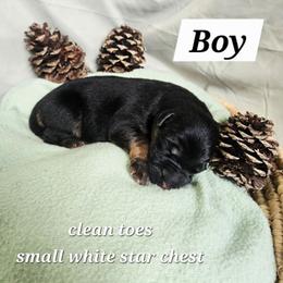 TBA - Black and red male German Shepherd puppy in Veneta, Oregon from H German Shepherds