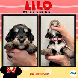 Lilo (Pink) - female Golden Mountain Doodle puppy in Boiling Springs, South Carolina from OlliePups, LLC