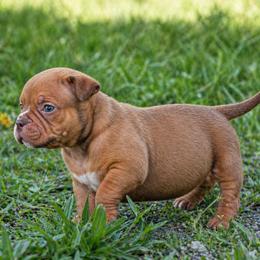 Kappa - Red female American Bully puppy in Puyallup, Washington from Gamer Bullyz