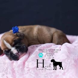 Boxer Puppies from Hawk Creek Boxers