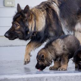 German Shepherd Puppies from Journey's German Shepherds (Kennel Vom Himmel)