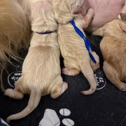 Hopper - Golden male Golden Retriever puppy in Duncan, South Carolina from Glimmer Goldens