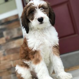 Aussiedoodle and Bernedoodle Puppies from Deer Canyon Family Doodles