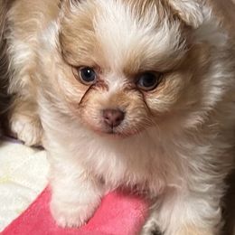 Pomeranian Puppies from Pomeranian Pups