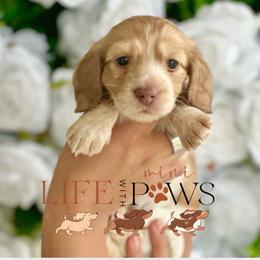 Olivia - Cream female Dachshund puppy in Palm Bay, Florida from Life With Mini Paws
