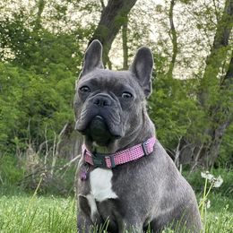 Athena - French Bulldog