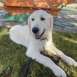 Boy 5 White (Ozzy) - Light golden Golden Retriever puppy in Pacheco, California from One Thousand Tails