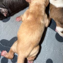 Peach - Apricot female Cavapoo puppy in Yuciapa, California from AlltheDoodlez_