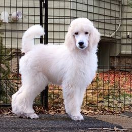 Pink - White Poodle puppy in Louisville, Kentucky from Borealis Poodles