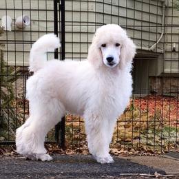 Pink - White Poodle puppy in Louisville, Kentucky from Borealis Poodles
