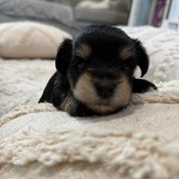 Rumi - Black male Miniature Schnauzer puppy in La Mirada, California from SchnauzersRus