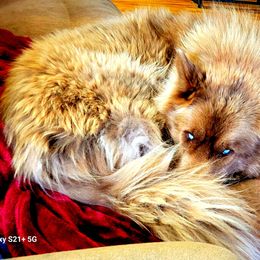 Fozzie - Siberian Husky