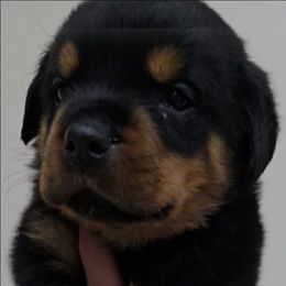 Purple girl - Black and mahogany female Rottweiler puppy in Lake City, Florida from Haus Der Wut Kennels