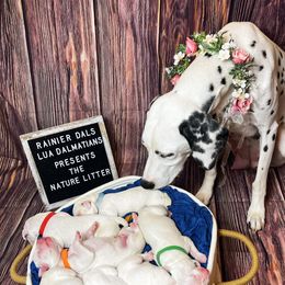 Dalmatian Puppies from Rainier DALS LUA Dalmatians of Washington