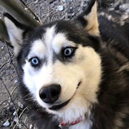 meme - Siberian Husky