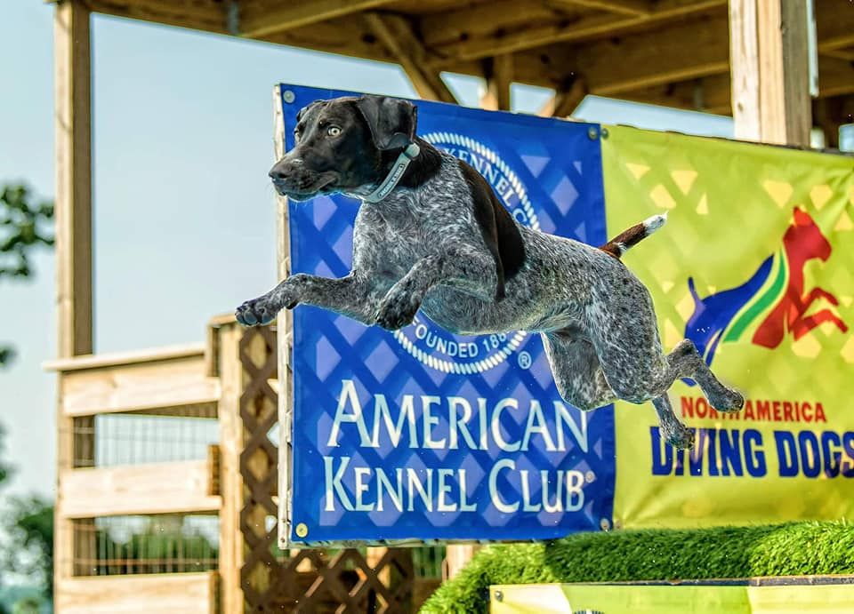 Pointer Mountain Bird Dogs in Georgia | German Shorthaired Pointer ...