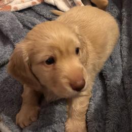 Abner - Cream male Dachshund puppy in Nampa, Idaho from 208 Wiener Wiggle Butts LLC