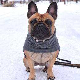 Nelle - French Bulldog