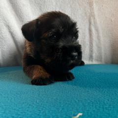 Boy 1 is very sweet. - Pepper and salt male Standard Schnauzer puppy in Medina, Ohio from Nordic Sky- Standard Schnauzers