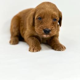 EMBER - Red  female Goldendoodle puppy in Davison, Michigan from Dreaming Doodles