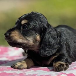 Dachshund Puppies from Ultimate_Doxies
