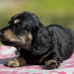 Dachshund Puppies from Ultimate_Doxies