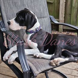 Francesca - Mantle Great Dane puppy in Spring, Texas from Stark Danes