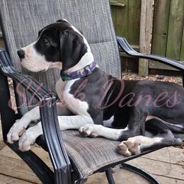 Francesca - Mantle Great Dane puppy in Spring, Texas from Stark Danes