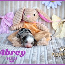 Abrey - Blue merle female Miniature Australian Shepherd puppy in Madisonville, Texas from Flying LL Aussies
