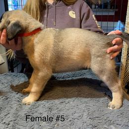 Female 5 - Fawn female Anatolian Shepherd Dog puppy in Daggett, Michigan from T&S Anatolians