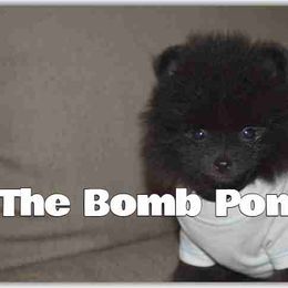 Pomeranian Puppies from The Bomb Poms
