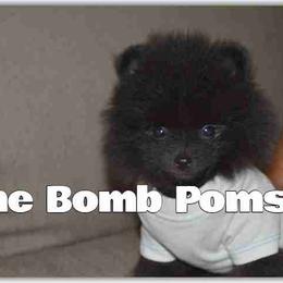 Pomeranian Puppies from The Bomb Poms