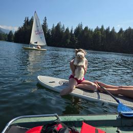 Givenchy - White male Maltipoo puppy in Washington from Mt.BakerPoodles&Doodles