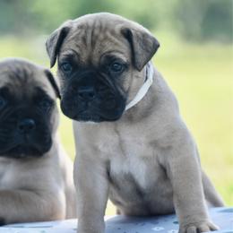 Goldie - Fawn female Bullmastiff puppy in Chickasha, Oklahoma from Rustic Lace