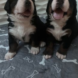 Bernese Mountain Dog Puppies from Summit Soulmate