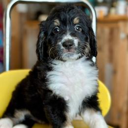 Sydney - Black tri-color female Aussiedoodle puppy in Lancaster, Minnesota from Finney Ranch