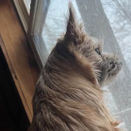 Cairn Terriers and Dachshunds from Dachshunds Up North