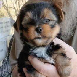 Oliver - Black and tan male Yorkshire Terrier puppy in Rogersville, Tennessee from Guys'N' Dolls Yorkshire Terriers