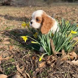 Cavalier King Charles Spaniel Puppies from Strawberry Hill Cavaliers