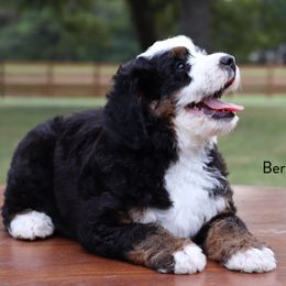 Bernedoodle Puppies from Bernedoodle Bliss