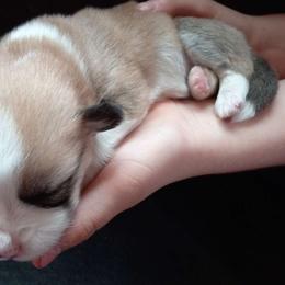 Maple - Red female Pembroke Welsh Corgi puppy in Michigan from Metzger Homestead